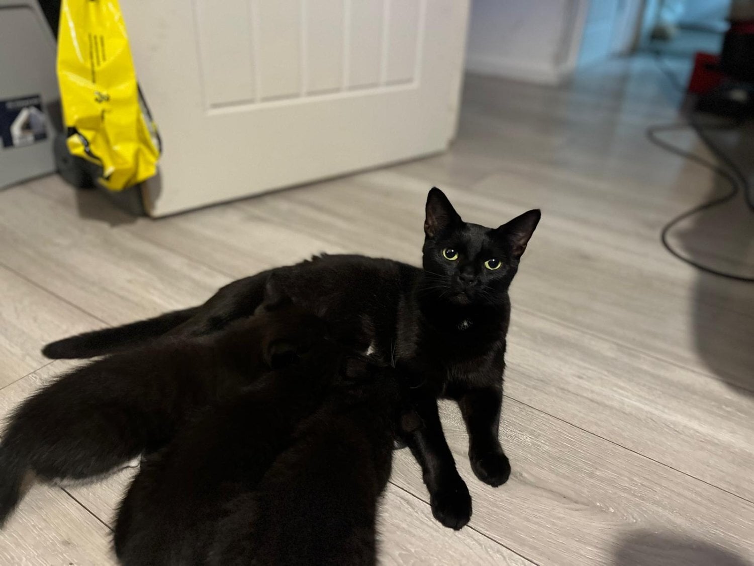 Beautiful kittens for sale *Ready Now* - Cats & Kittens in Bracknell
