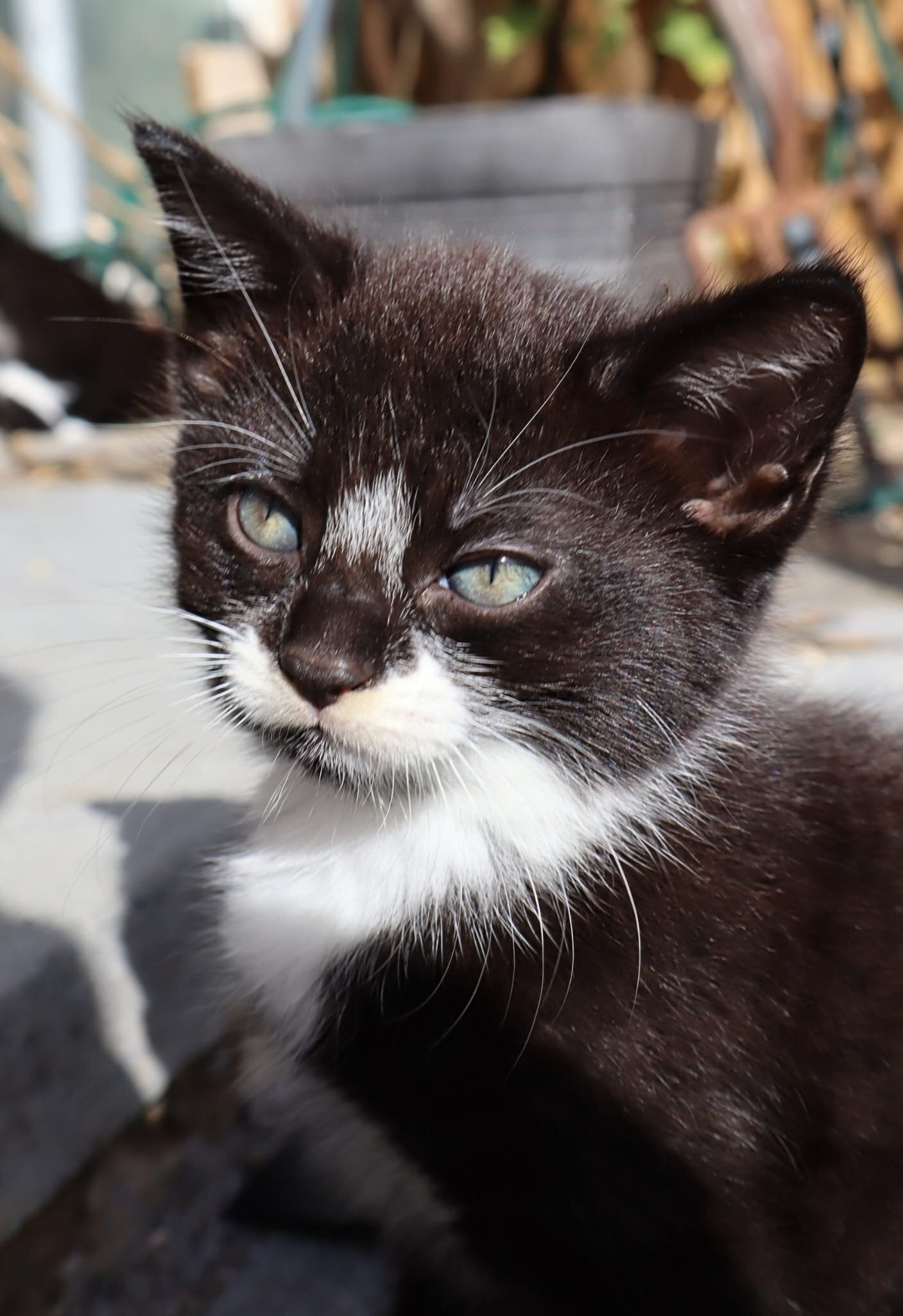 Beautiful kittens for sale *Ready Now* - Cats & Kittens