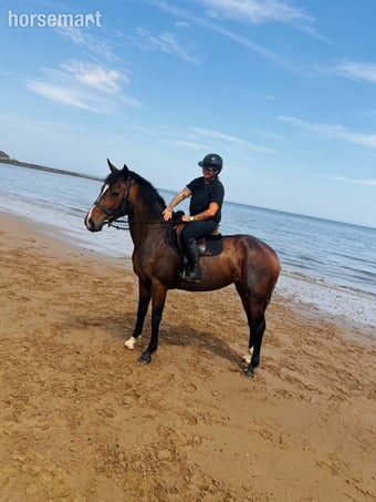 "Costa " Bay Mare All Rounder