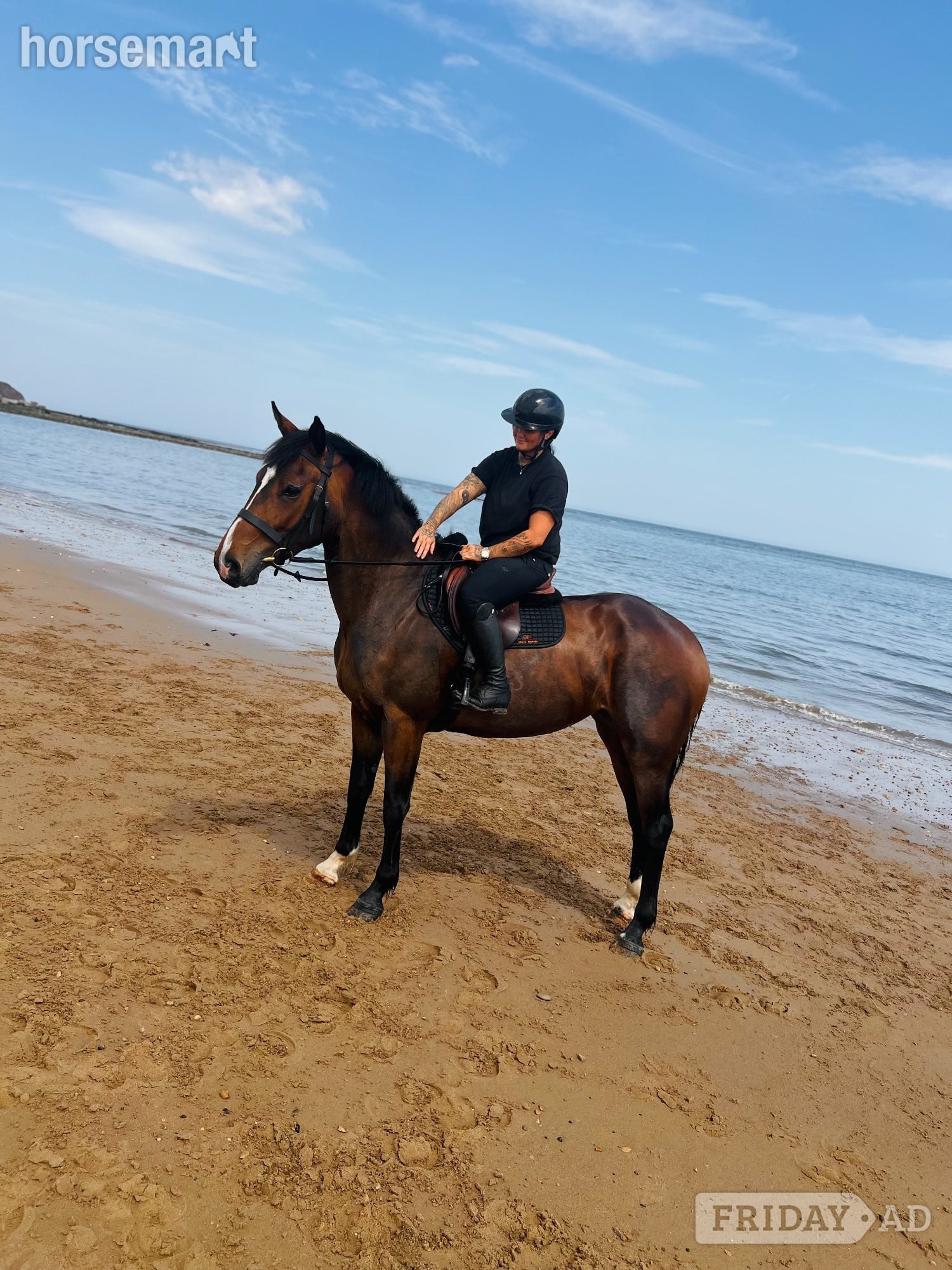 "Costa " Bay Mare All Rounder in Durham
