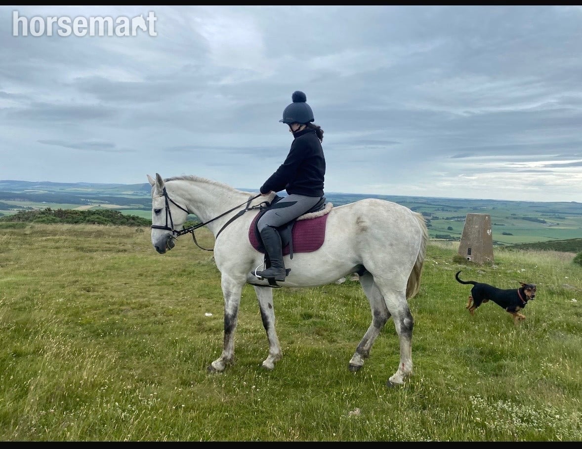 "Sam" Grey Gelding All Rounder in Huntly