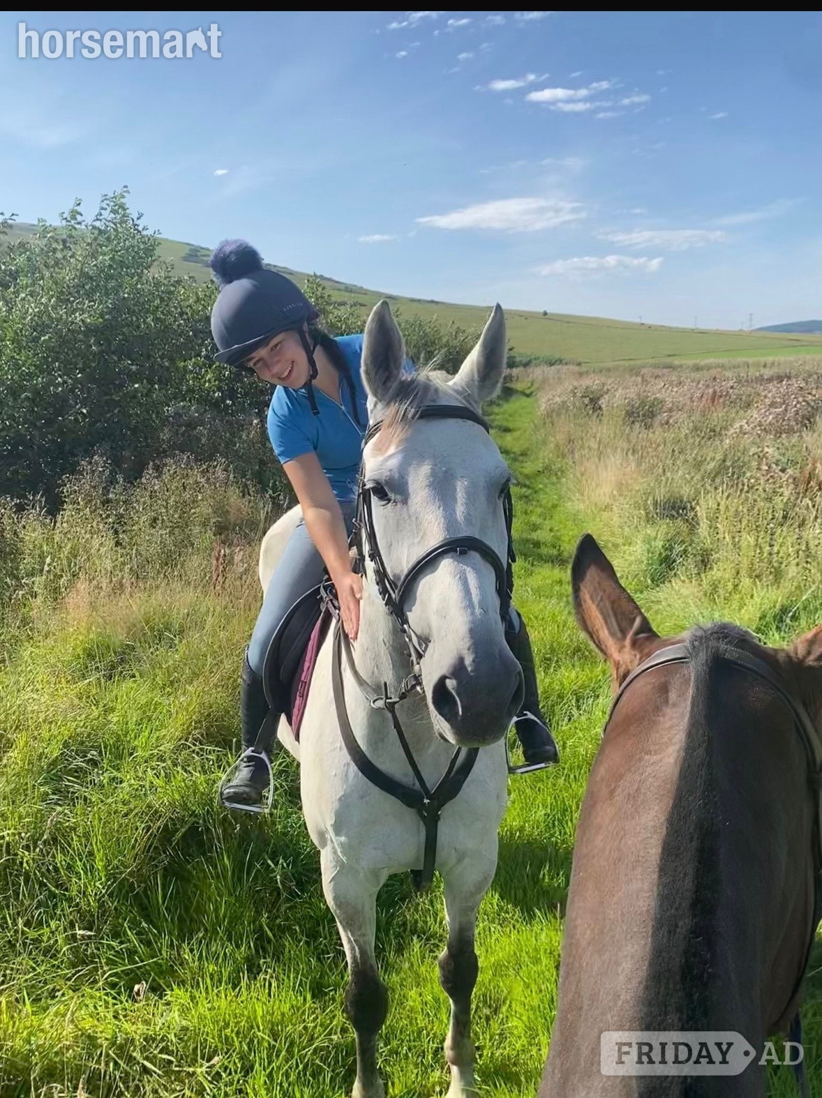 "Sam" Grey Gelding All Rounder