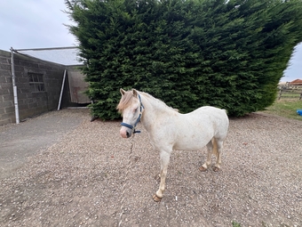 "Secret" Grey Gelding Pony Club Pony