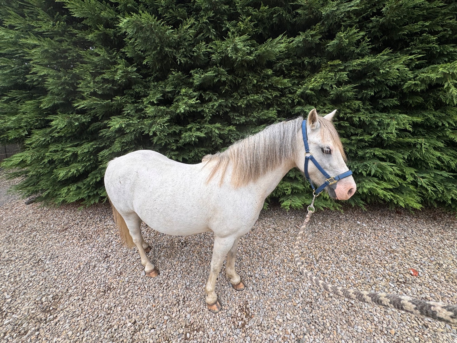 "Secret" Grey Gelding Pony Club Pony
