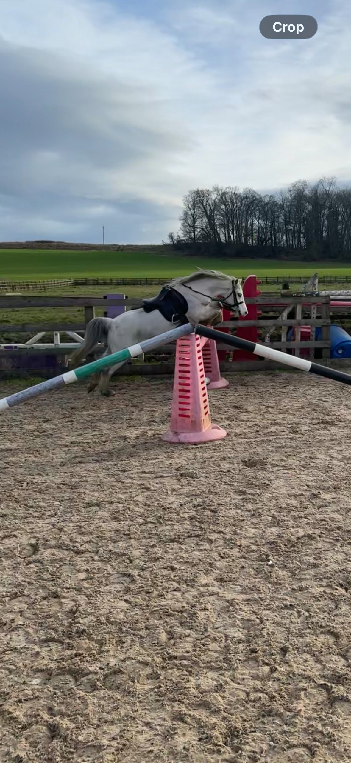 Scotch Corner "Secret" Grey Gelding Pony Club Pony