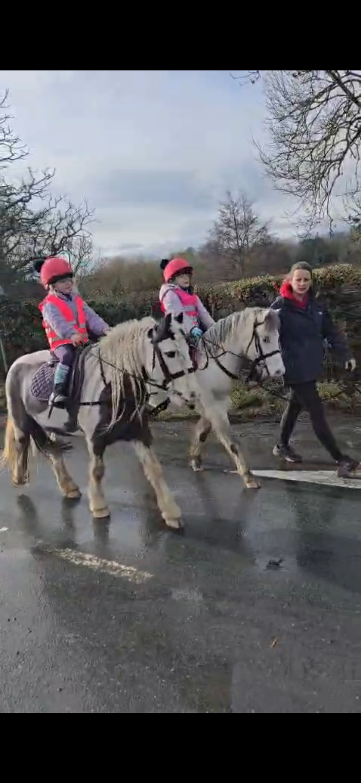 "Secret" Grey Gelding Pony Club Pony - Horses in Scotch Corner