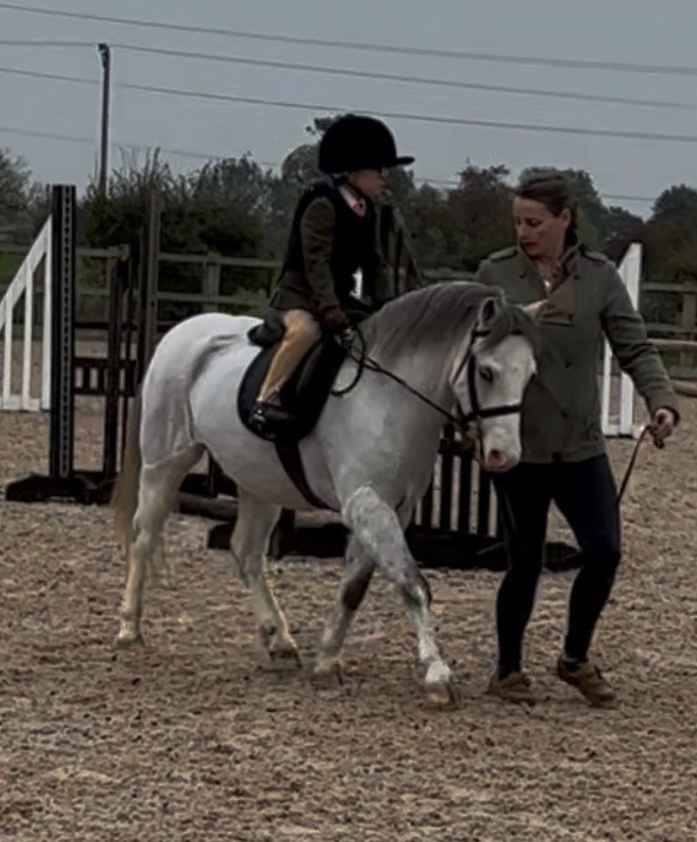 "Secret" Grey Gelding Pony Club Pony - Horses