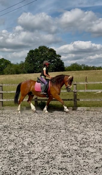 "Babylon Generous" Bay Gelding All Rounder