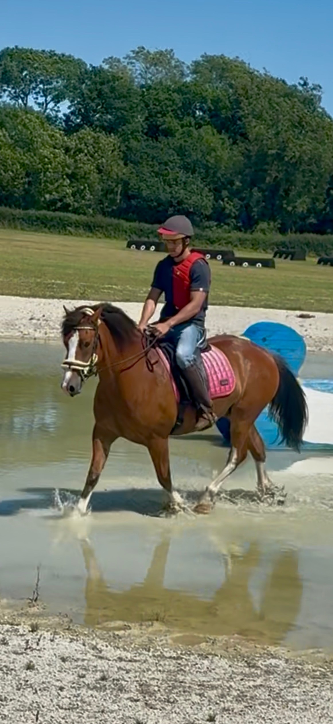 "Babylon Generous" Bay Gelding All Rounder