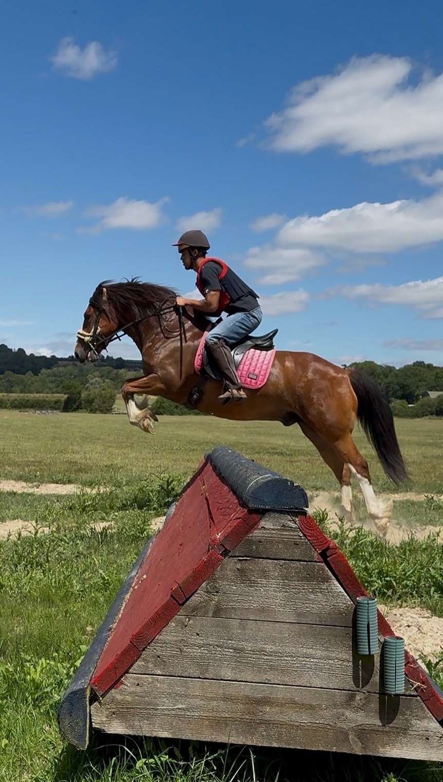 Maidstone "Babylon Generous" Bay Gelding All Rounder