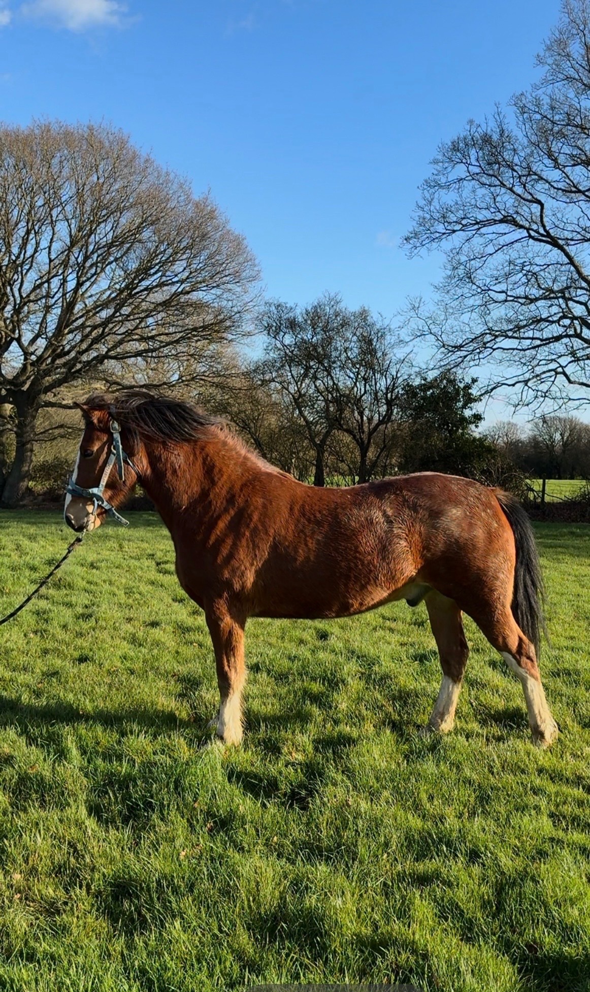 "Babylon Generous" Bay Gelding All Rounder - Horses