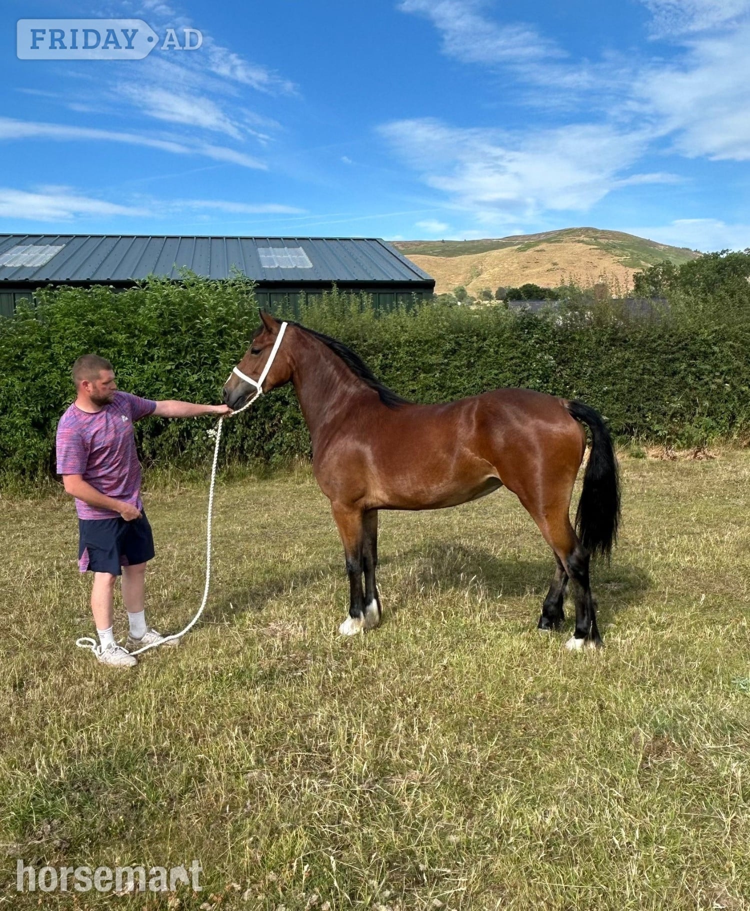 "Llangeth Delilah " Bay Filly Youngstock / Foal in Ruthin