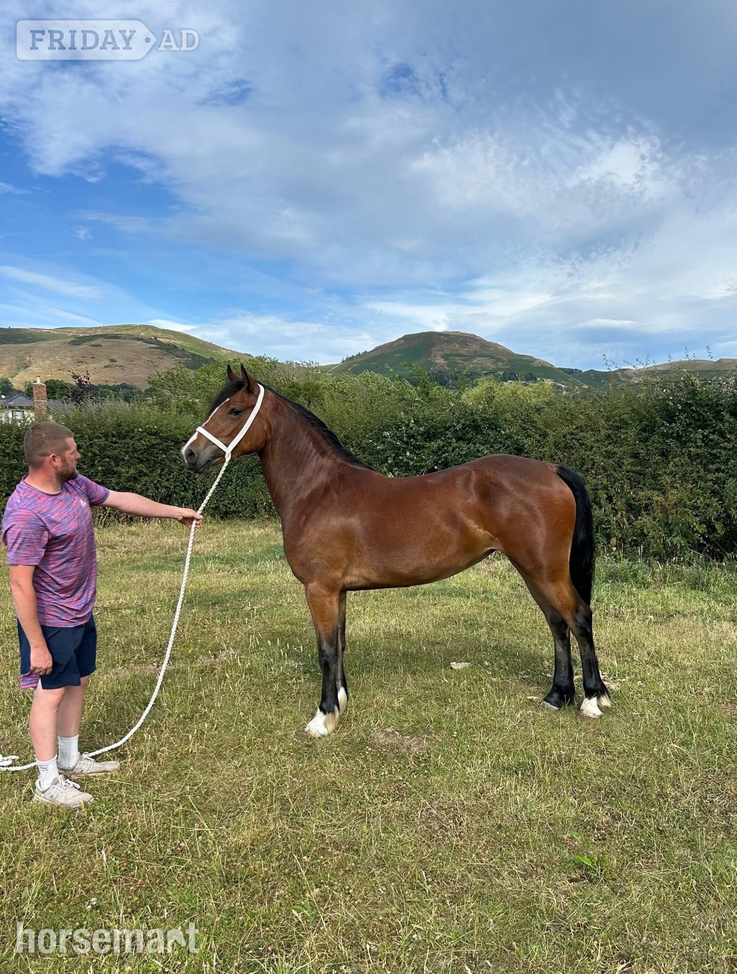 "Llangeth Delilah " Bay Filly Youngstock / Foal