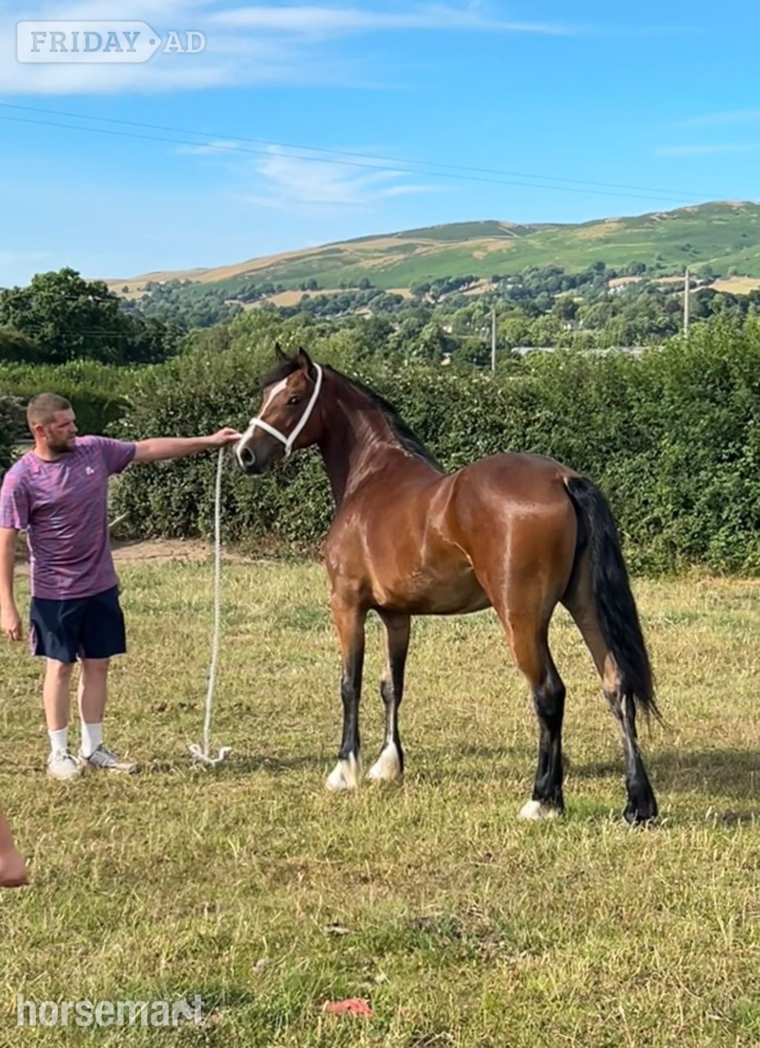Ruthin "Llangeth Delilah " Bay Filly Youngstock / Foal