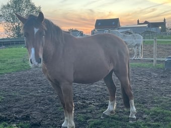 "Socks " Bay Gelding Lead Rein/First Ridden Pony