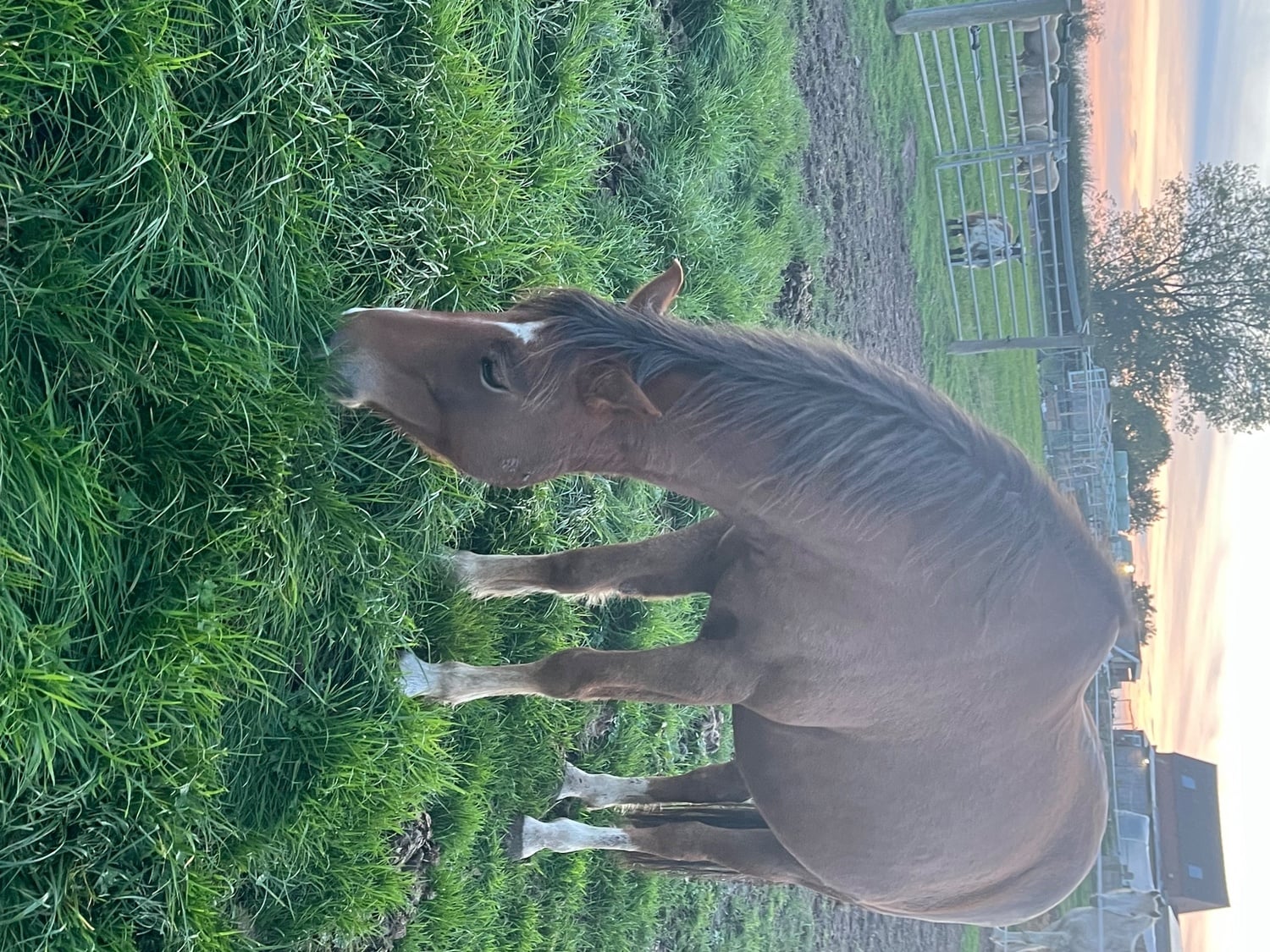 "Socks " Bay Gelding Lead Rein/First Ridden Pony