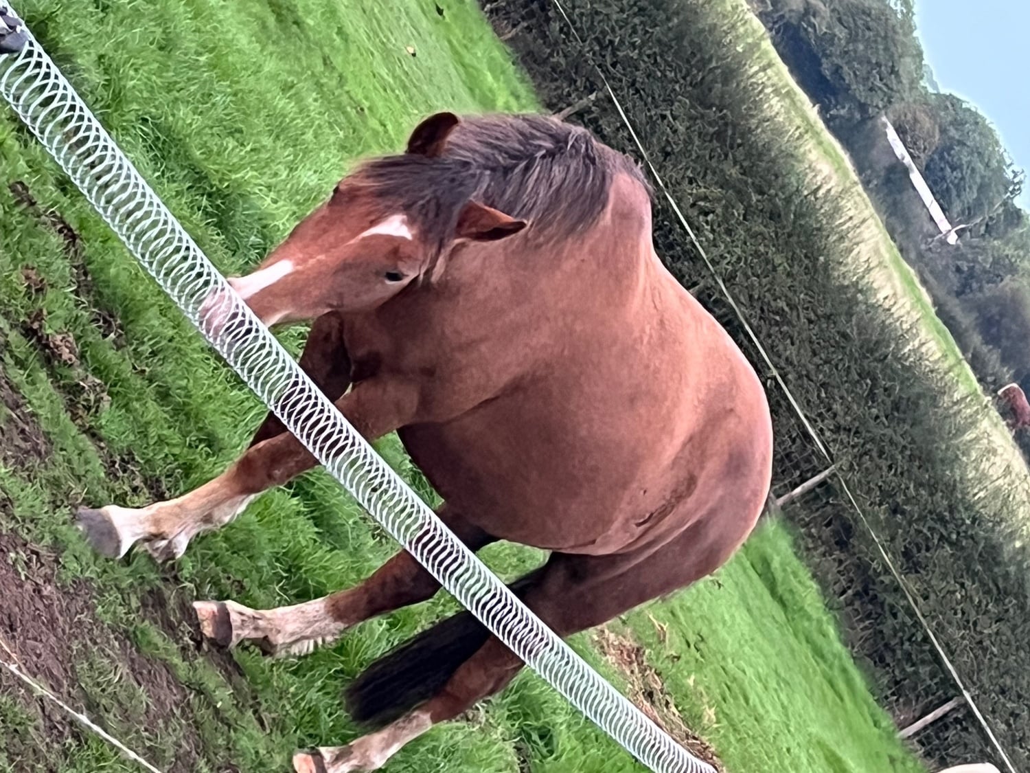 Audley "Socks " Bay Gelding Lead Rein/First Ridden Pony