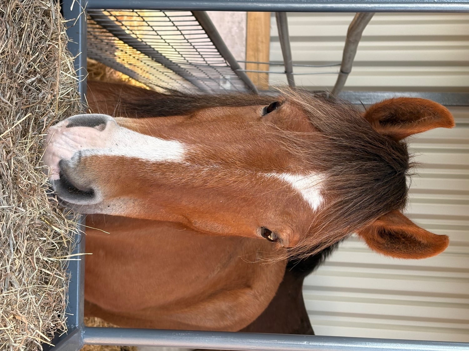"Socks " Bay Gelding Lead Rein/First Ridden Pony - Horses