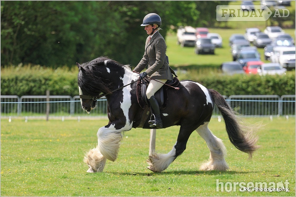 "Bullseye " Piebald Gelding Cob/Heavy Horse