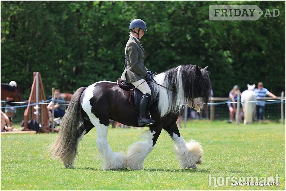 "Bullseye " Piebald Gelding Cob/Heavy Horse in Stonegate