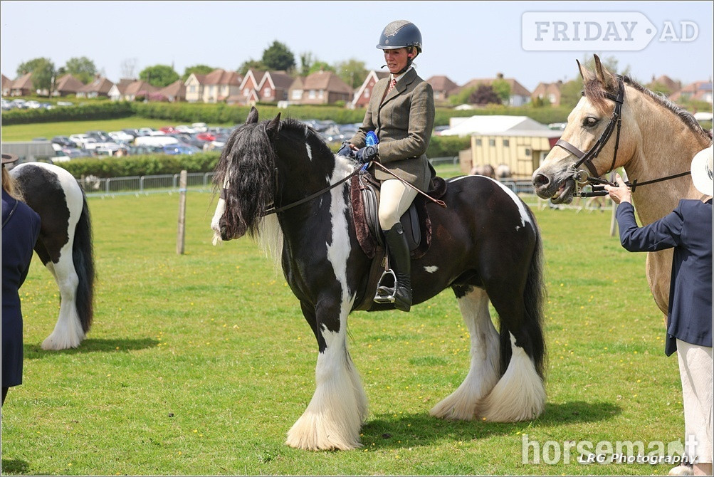 Stonegate "Bullseye " Piebald Gelding Cob/Heavy Horse