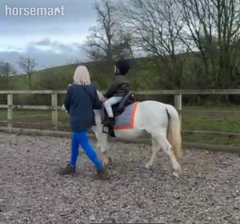 "Grey" Grey Mare All Rounder