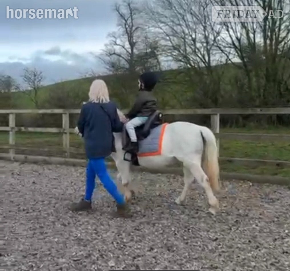 "Grey" Grey Mare All Rounder in Market Drayton