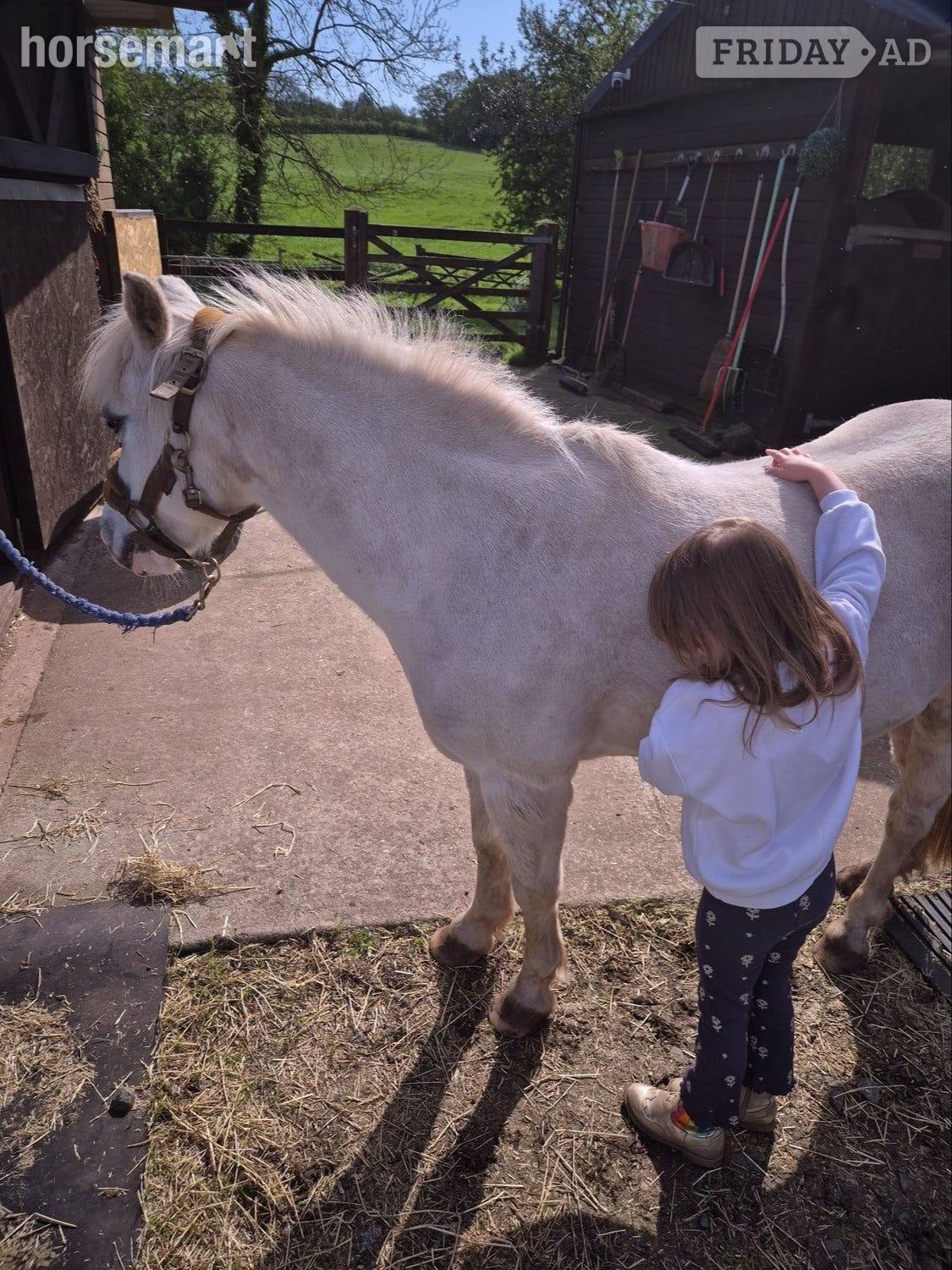 "Grey" Grey Mare All Rounder