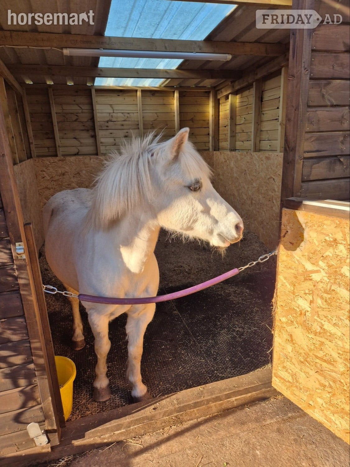 Market Drayton "Grey" Grey Mare All Rounder