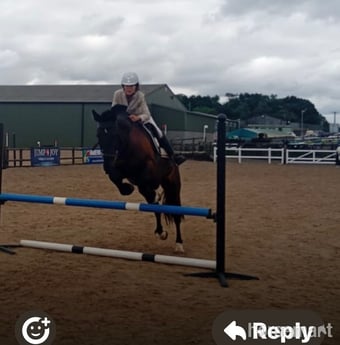 "Blackie" Black Mare All Rounder