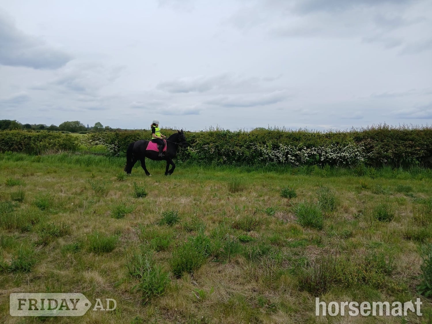 Ab Kettleby "Blackie" Black Mare All Rounder