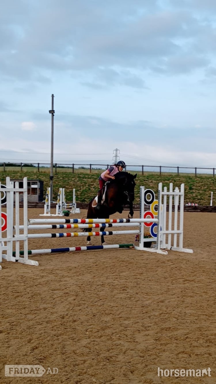 "Blackie" Black Mare All Rounder