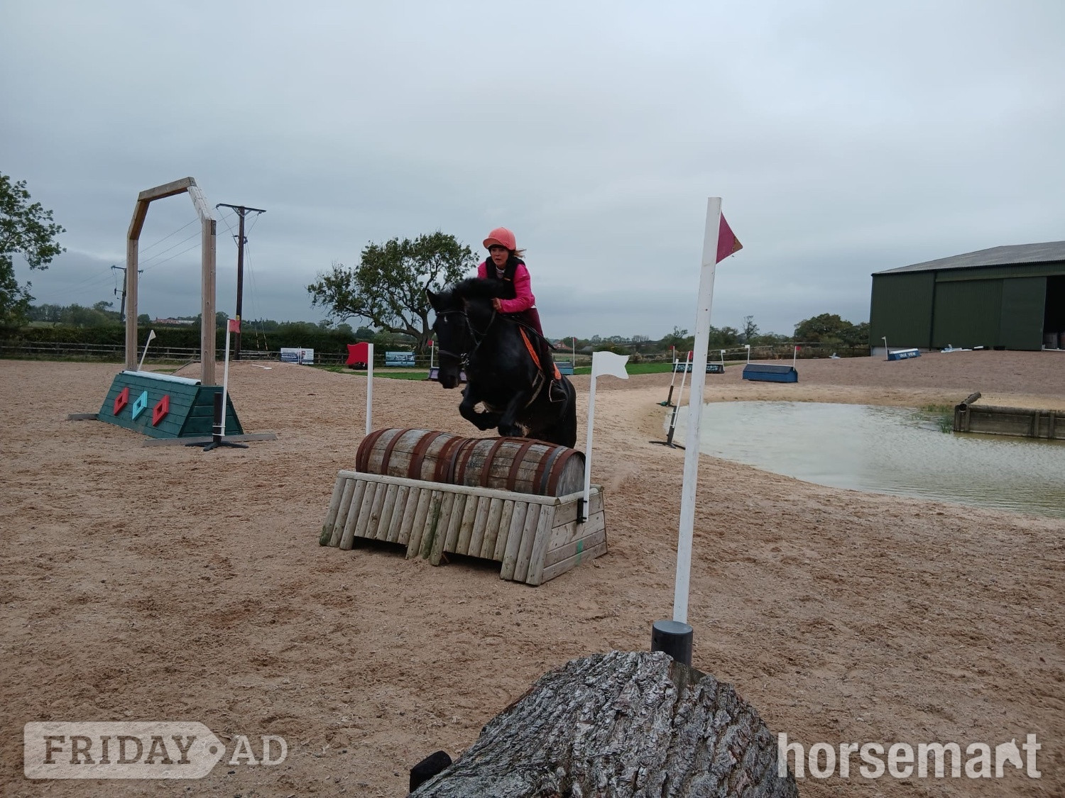 "Blackie" Black Mare All Rounder - Horses
