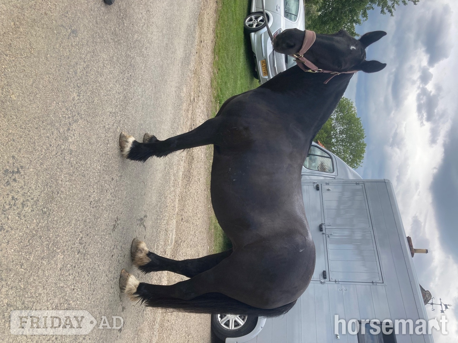 "Blackie" Black Mare All Rounder - Horses in Ab Kettleby