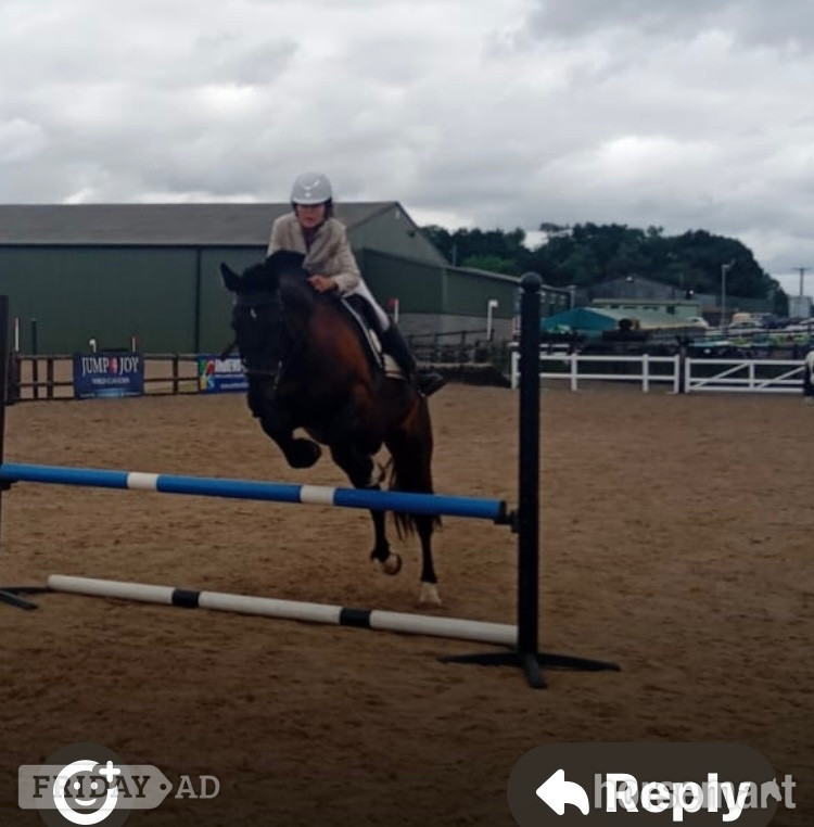 "Blackie" Black Mare All Rounder in Ab Kettleby