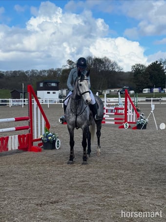 "Primo " Dapple Grey Gelding Eventer