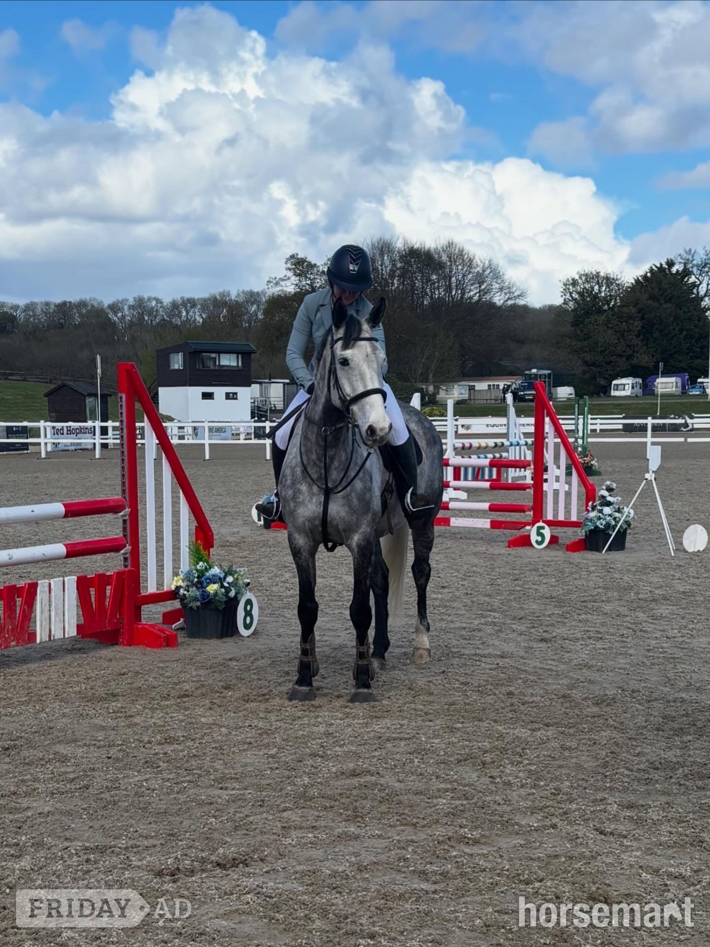 "Primo " Dapple Grey Gelding Eventer in Cardiff