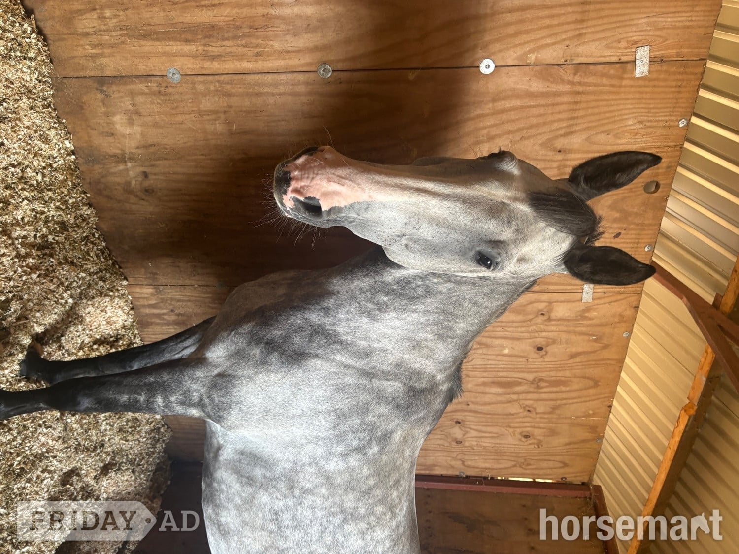 "Primo " Dapple Grey Gelding Eventer