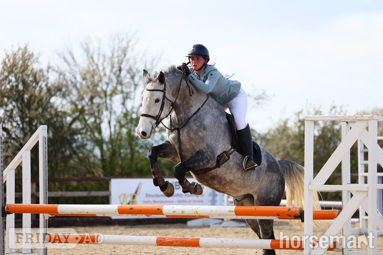 Cardiff "Primo " Dapple Grey Gelding Eventer