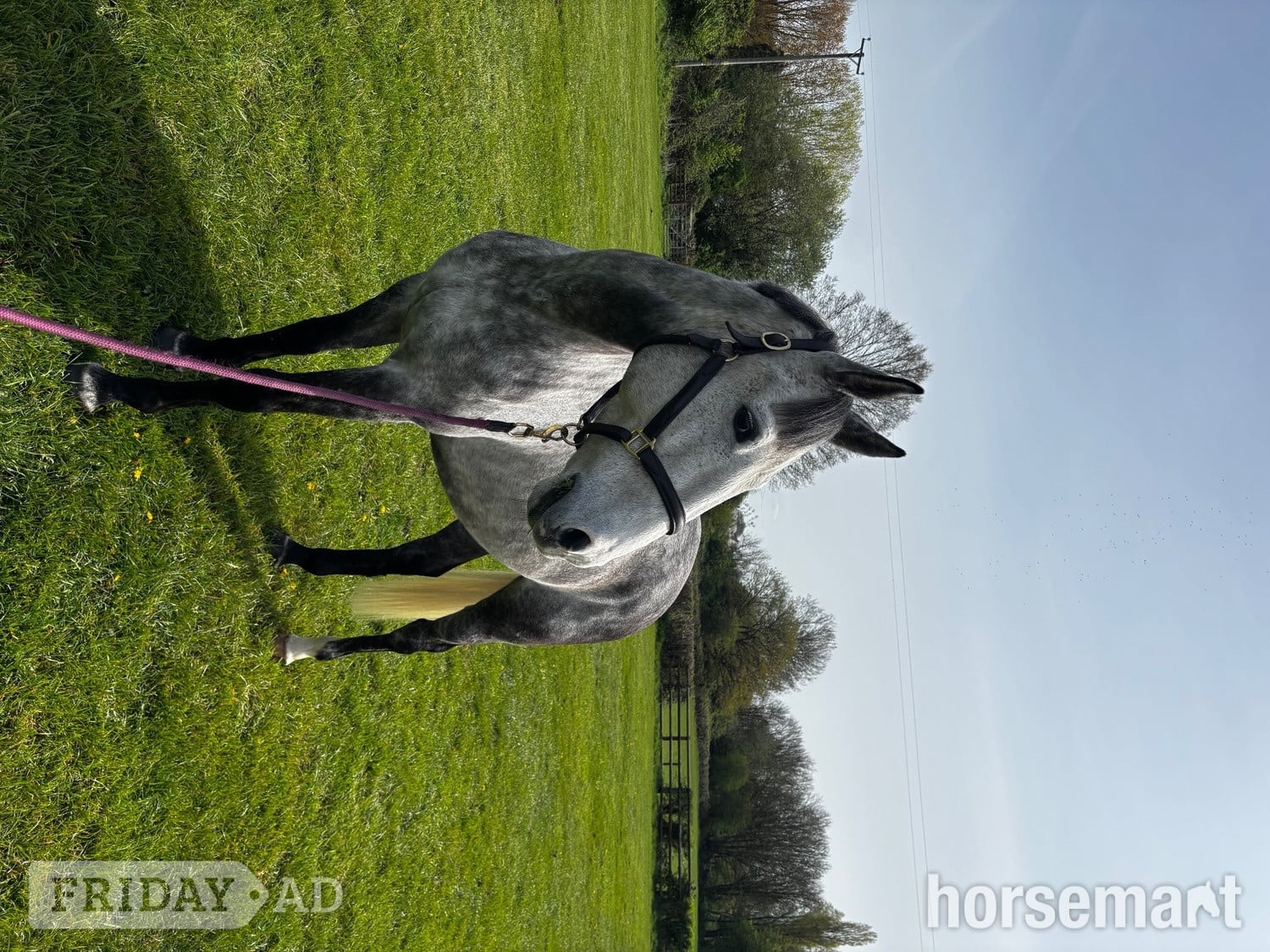 "Primo " Dapple Grey Gelding Eventer - Horses in Cardiff