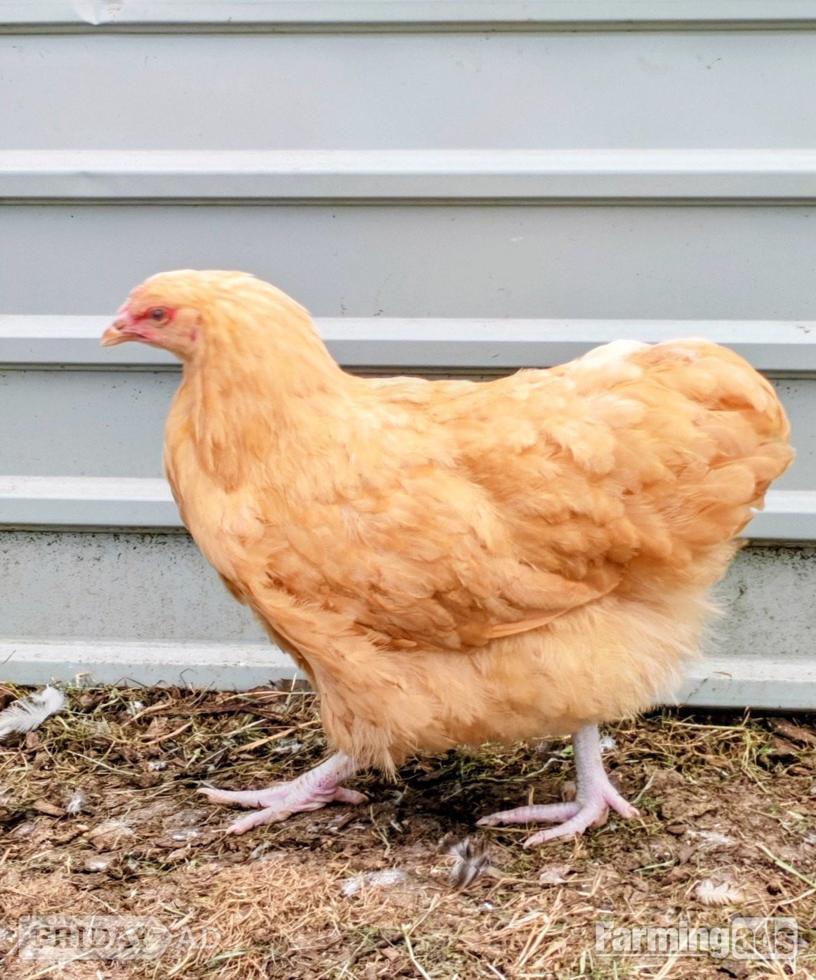 Point of lay chickens for sale in Calne