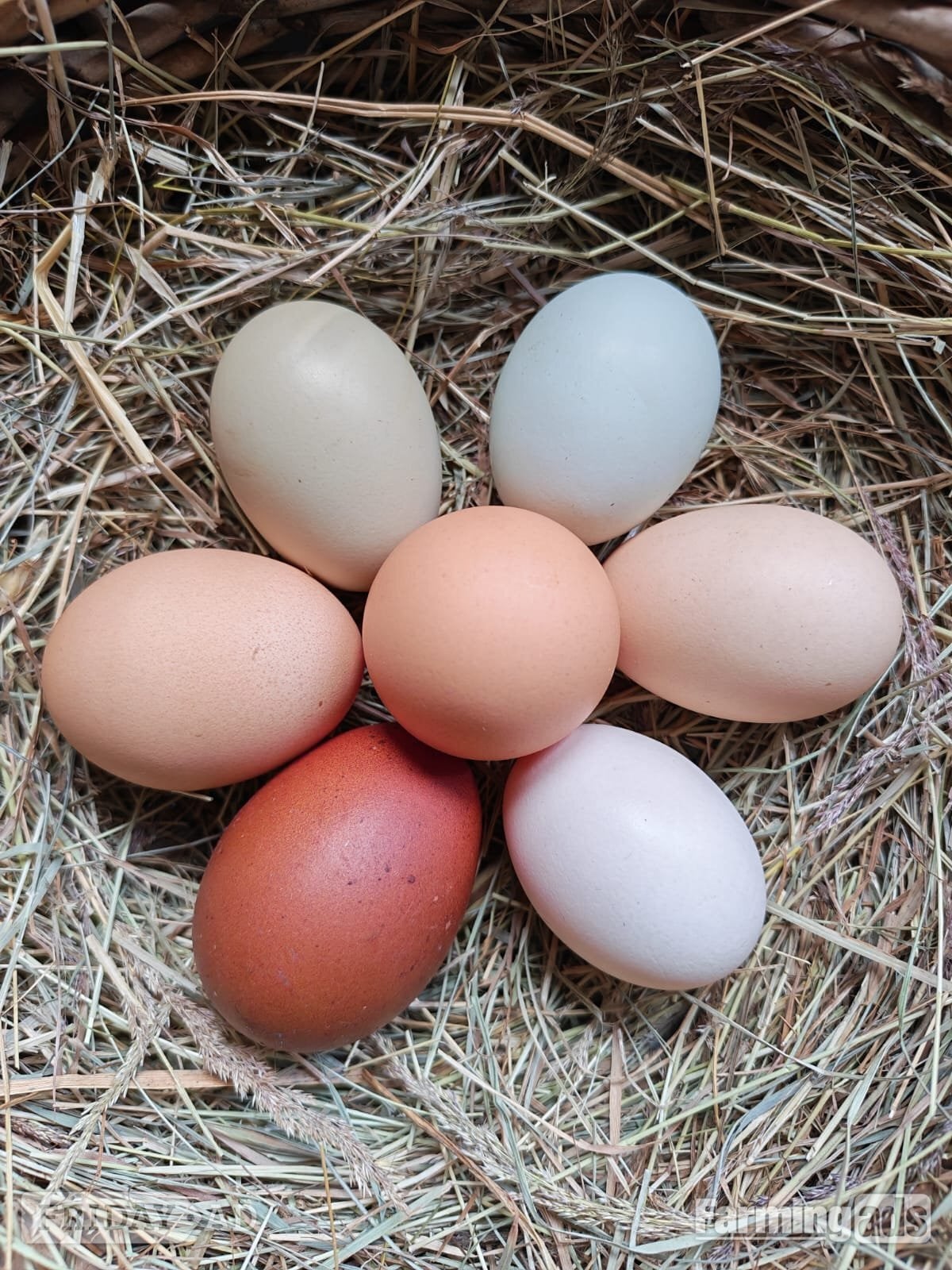 Calne Point of lay chickens for sale