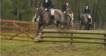"Missy" Black Mare All Rounder