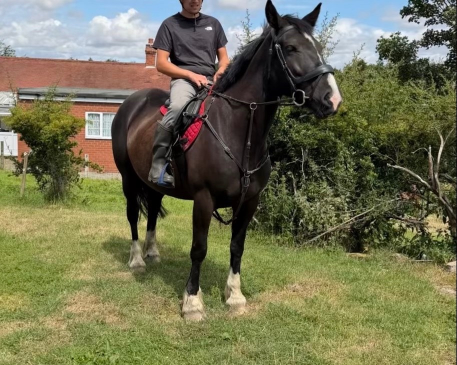"Missy" Black Mare All Rounder