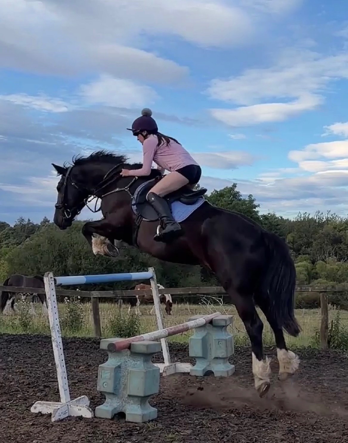 "Missy" Black Mare All Rounder - Horses in Newcastle u-Tyne