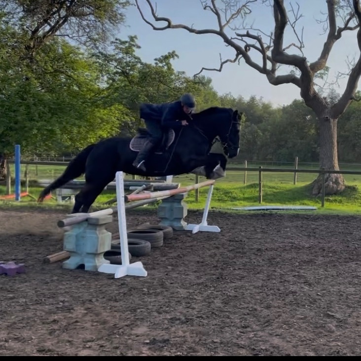 "Missy" Black Mare All Rounder - Horses