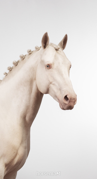 "Hilkens All Cream" Cremello Stallion Stallion