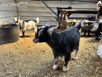 Pygmy Goats De-horned