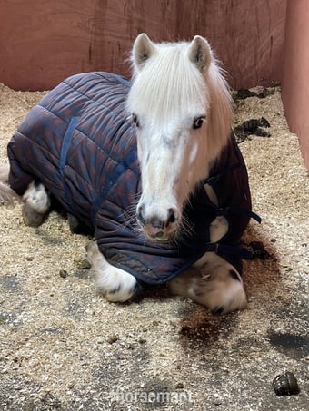 "Rueben" White Gelding All Rounder