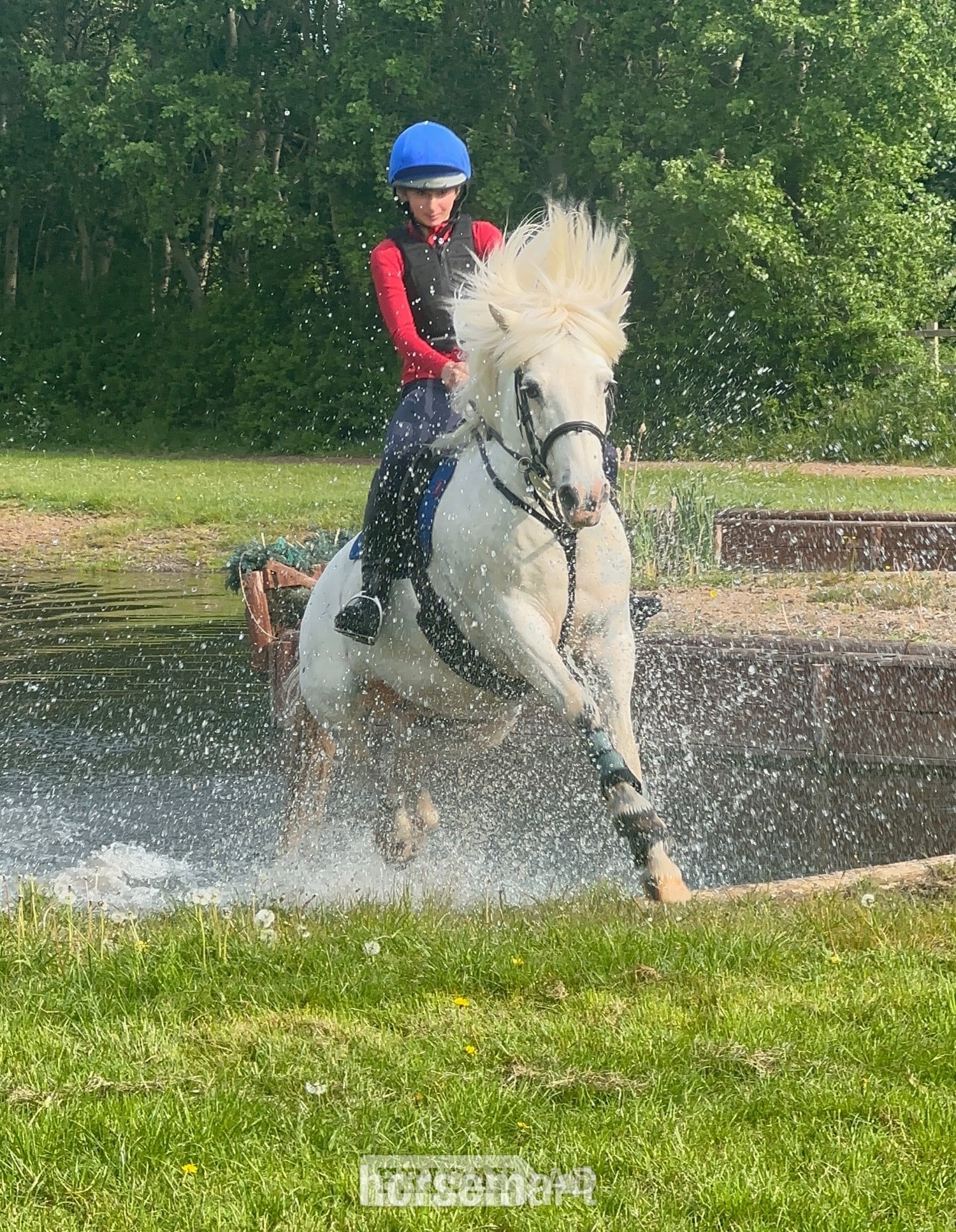 "Rueben" White Gelding All Rounder